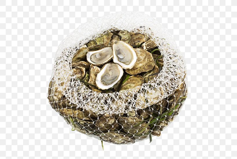 Oyster, PNG, 575x548px, Oyster, Clams Oysters Mussels And Scallops Download Free