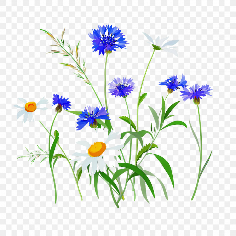 Spring, PNG, 1440x1440px, Spring, Alpine Aster, Aster, Camomile, Chamomile Download Free
