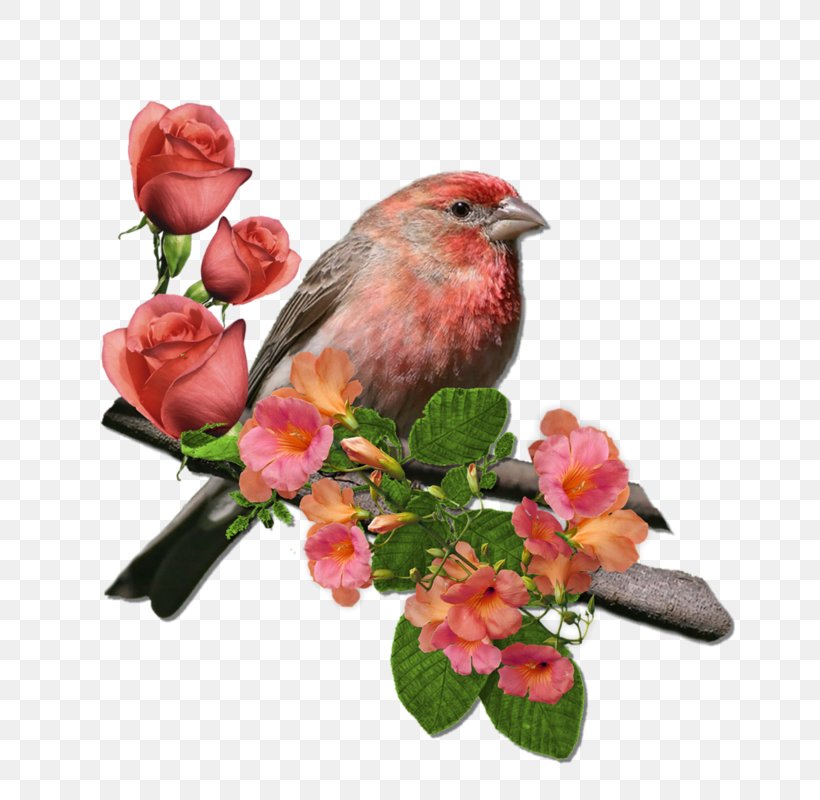 House Finch Finches Wren Northern Cardinal Rose, PNG, 800x800px, House Finch, Beak, Bird, Cardinal, Fauna Download Free