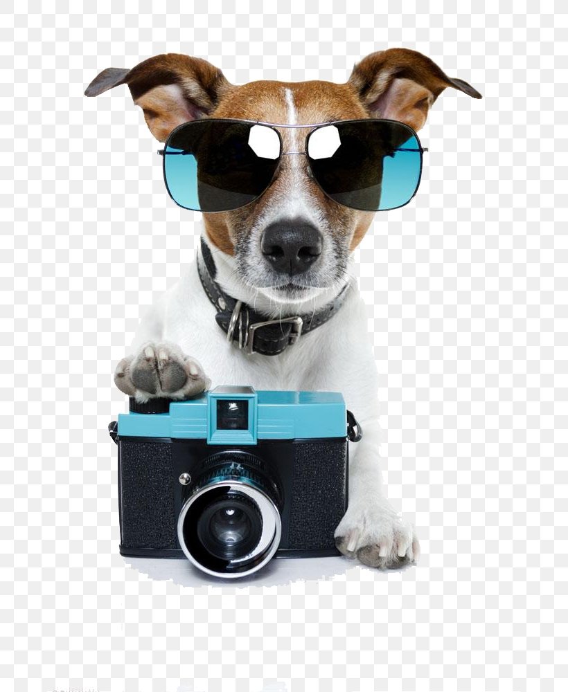 Jack Russell Terrier Pet Sitting Stock Photography Photographer, PNG, 750x1000px, Jack Russell Terrier, Camera, Chew Toy, Companion Dog, Dog Download Free
