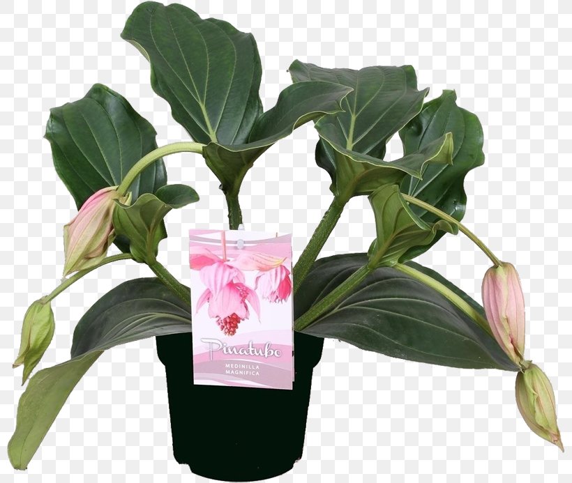 Medinilla Magnifica Mount Pinatubo Flowerpot Plant Bud, PNG, 800x693px, Medinilla Magnifica, Bud, Flower, Flowering Plant, Flowerpot Download Free