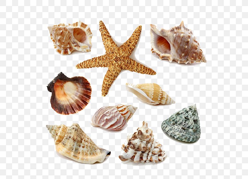Seashell Stock Photography Royalty-free, PNG, 658x592px, Seashell, Animal Product, Conch, Conchology, Drawing Download Free