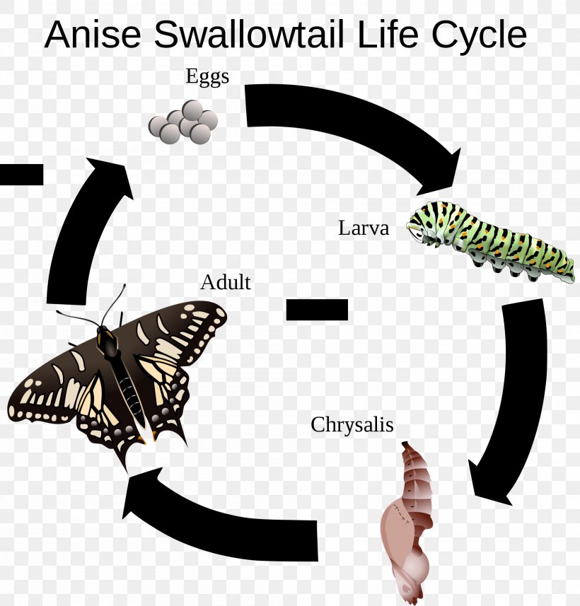 Butterfly Anise Swallowtail Black Swallowtail Old World Swallowtail Eastern Tiger Swallowtail, PNG, 2000x2091px, Butterfly, Anise Swallowtail, Biological Life Cycle, Black Swallowtail, Butterflies And Moths Download Free