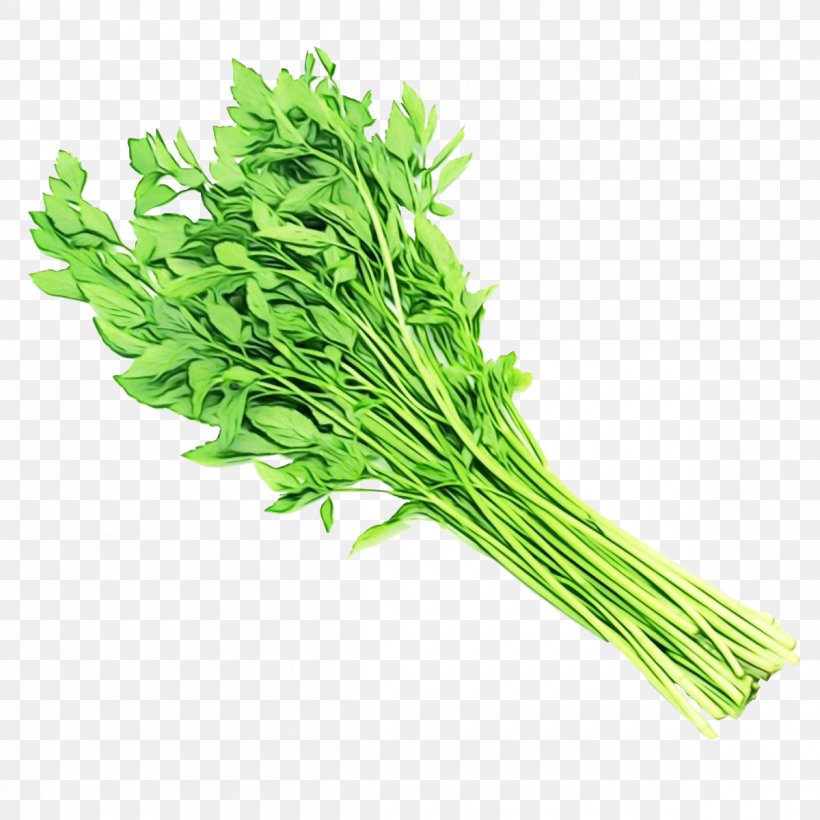 Cartoon Grass, PNG, 1200x1200px, Parsley, Celery, Chinese Celery, Chives, Choy Sum Download Free