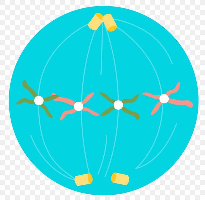 Cell Division Meiosis Chromosome, PNG, 2364x2310px, Cell Division, Aqua, Area, Azure, Blue Download Free