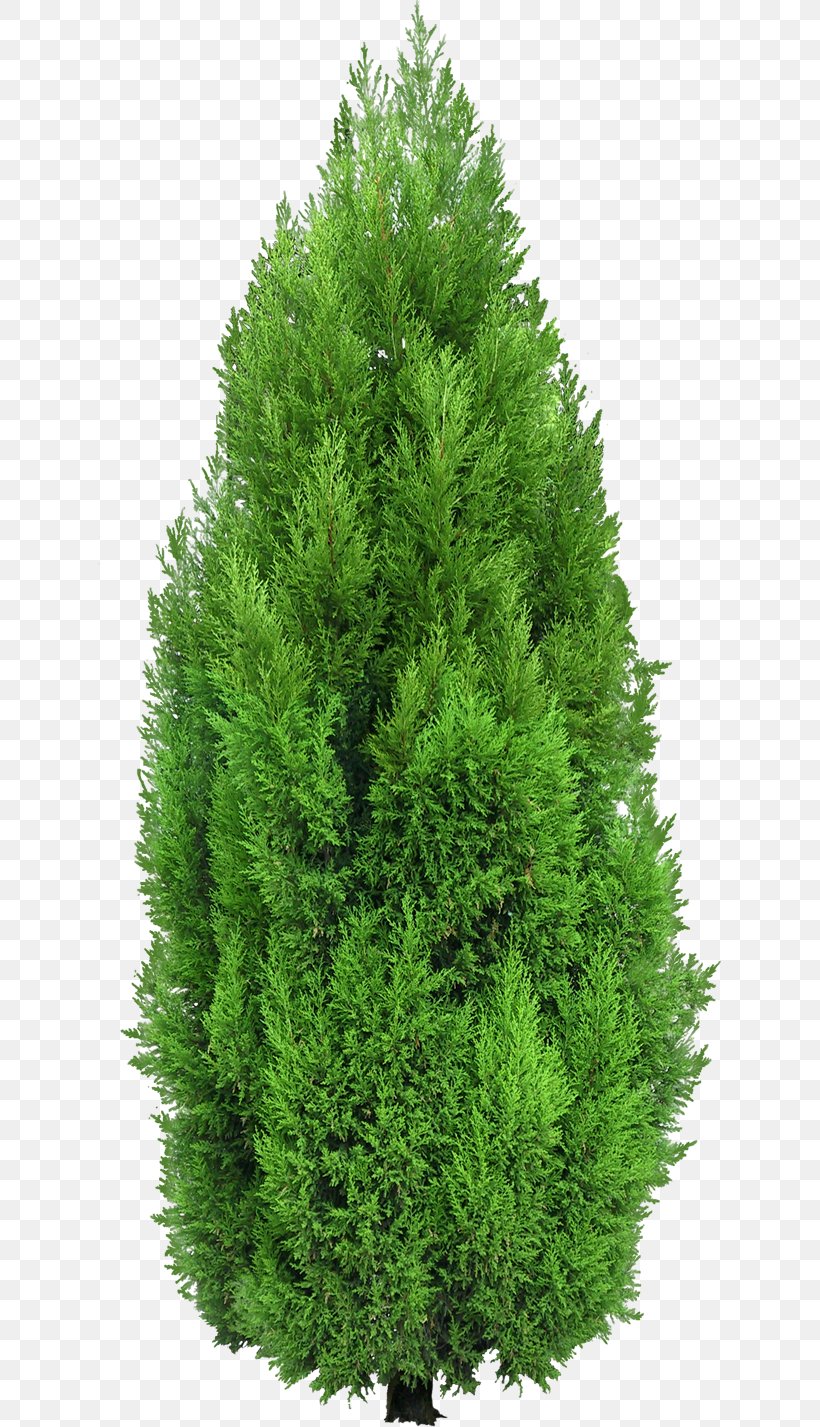 Mediterranean Cypress Tree Evergreen Clip Art, PNG, 623x1427px, Mediterranean Cypress, Biome, Christmas Tree, Conifer, Cupressus Download Free