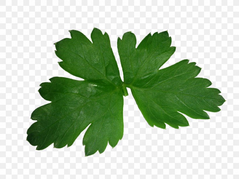 Parsley Herb Food Coriander Leaf, PNG, 960x720px, Parsley, Betacarotene, Carbohydrate, Coriander, Food Download Free