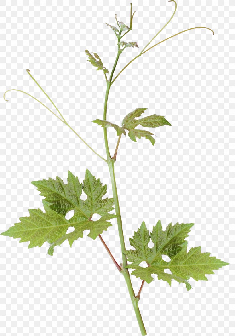 Parsley Leaf Plant Stem, PNG, 1120x1600px, 9 June, 2017, Parsley, Branch, Chervil Download Free