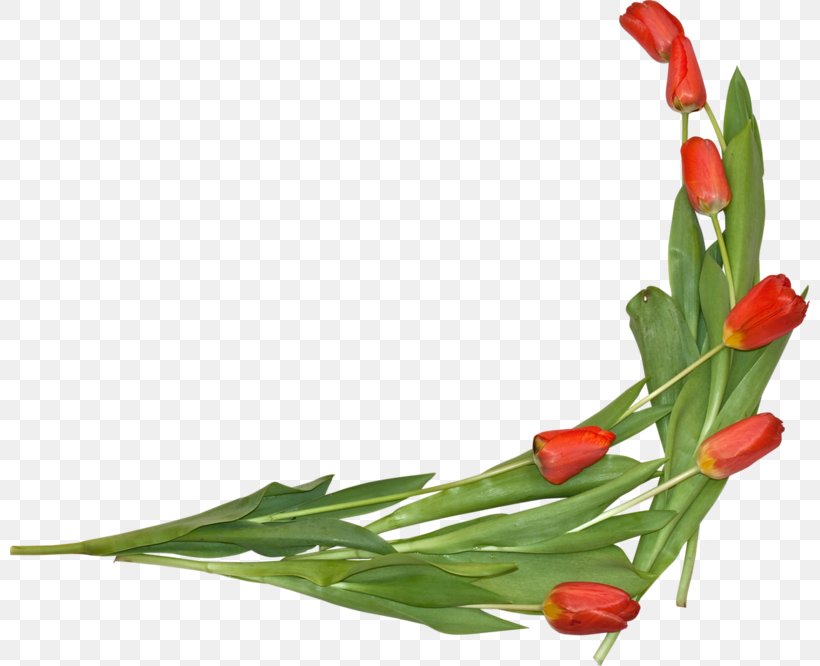 The Tulip: The Story Of A Flower That Has Made Men Mad Clip Art, PNG, 800x666px, Tulip, Blog, Bud, Computer Program, Cut Flowers Download Free