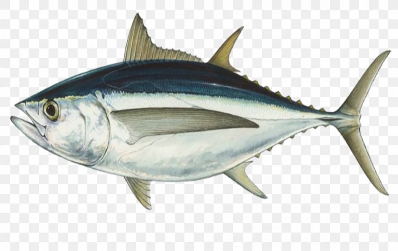 Albacore Bigeye Tuna Southern Bluefin Tuna Atlantic Bluefin Tuna Fishing, PNG, 1079x682px, Albacore, Anchovy, Atlantic Bluefin Tuna, Bigeye Tuna, Blackfin Tuna Download Free