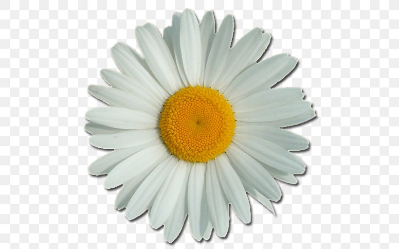 Common Daisy Flower Clip Art, PNG, 512x512px, Common Daisy, Animation, Aster, Chamomile, Chrysanths Download Free