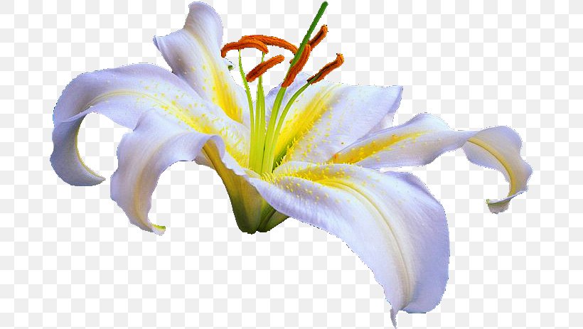 Lilium Flower NetEase Blog, PNG, 680x463px, Lilium, Blog, Cut Flowers, Daylily, Flower Download Free