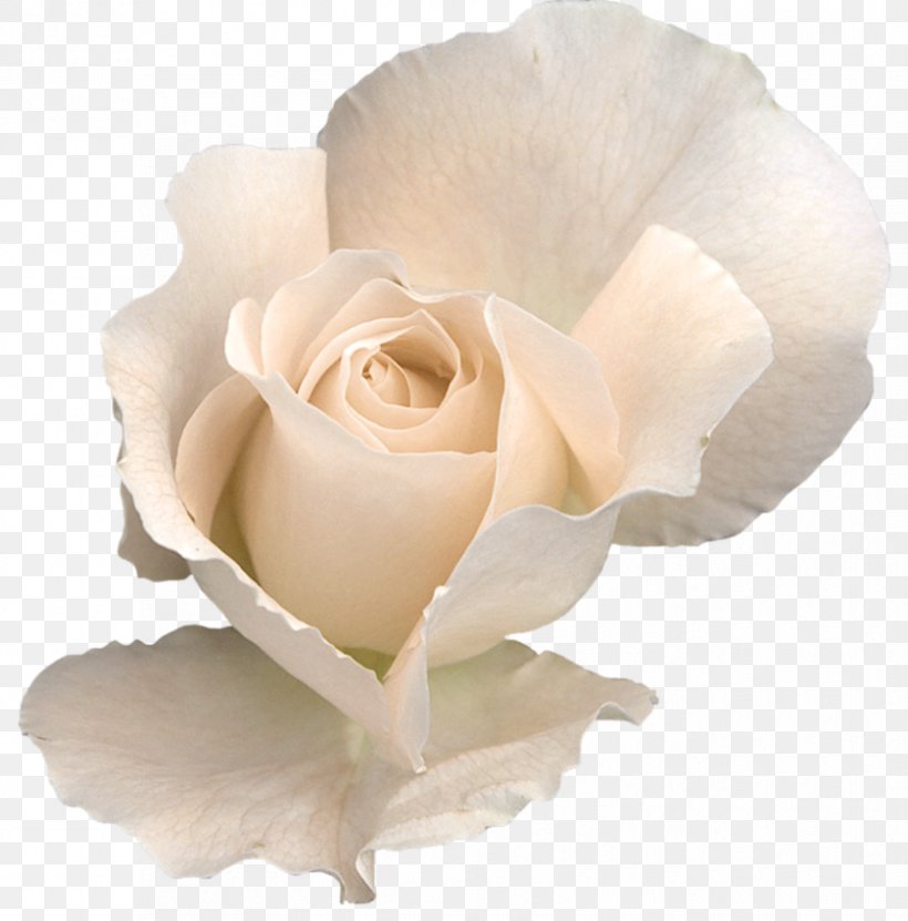 Rose Flower Clip Art, PNG, 839x851px, Rose, Color, Cut Flowers, Flower, Flowering Plant Download Free
