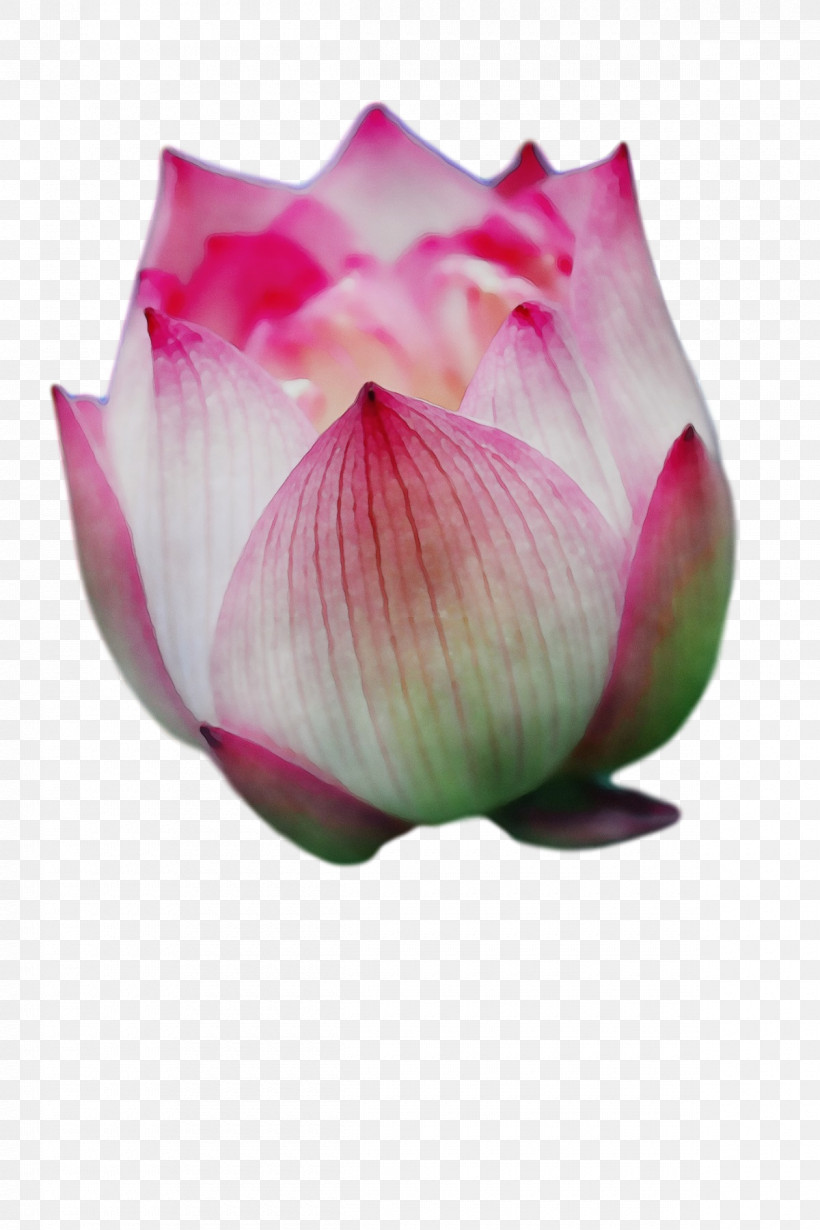 Sacred Lotus Proteales Bud Petal Close-up, PNG, 1200x1800px, Watercolor, Bud, Closeup, Lotusm, Paint Download Free