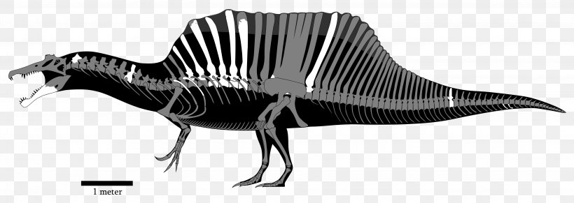 Spinosaurus Tyrannosaurus Edmontosaurus Compsognathus Carcharodontosaurus, PNG, 4500x1600px, Spinosaurus, Animal Figure, Baryonyx, Black And White, Carcharodontosaurus Download Free
