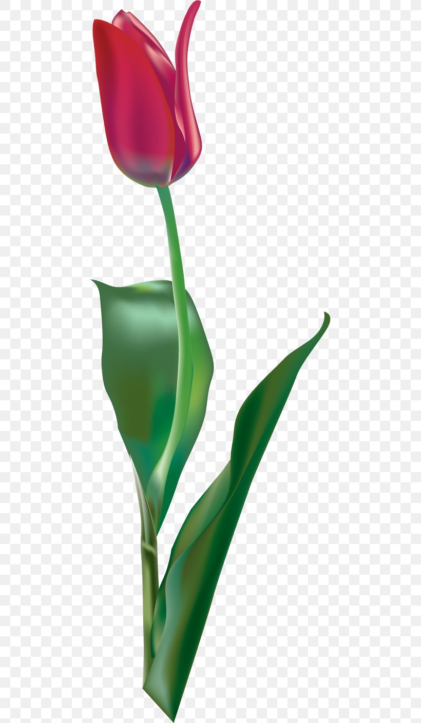 Tulip Red Purple, PNG, 469x1409px, Tulip, Arum, Color, Cut Flowers, Flora Download Free