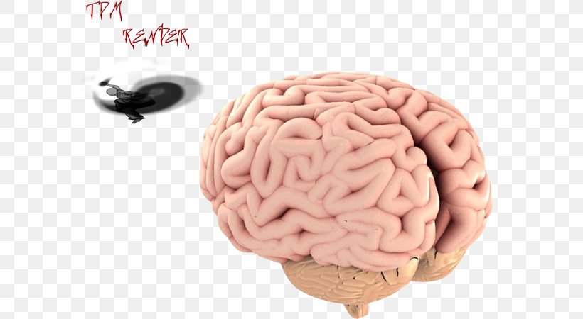 Brain 3D Rendering 3D Computer Graphics, PNG, 600x450px, Watercolor, Cartoon, Flower, Frame, Heart Download Free