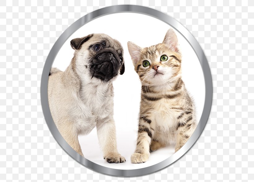 Pug Puppy Kitten Cat Beagle, PNG, 600x587px, Pug, Beagle, Carnivoran, Cat, Cat Like Mammal Download Free