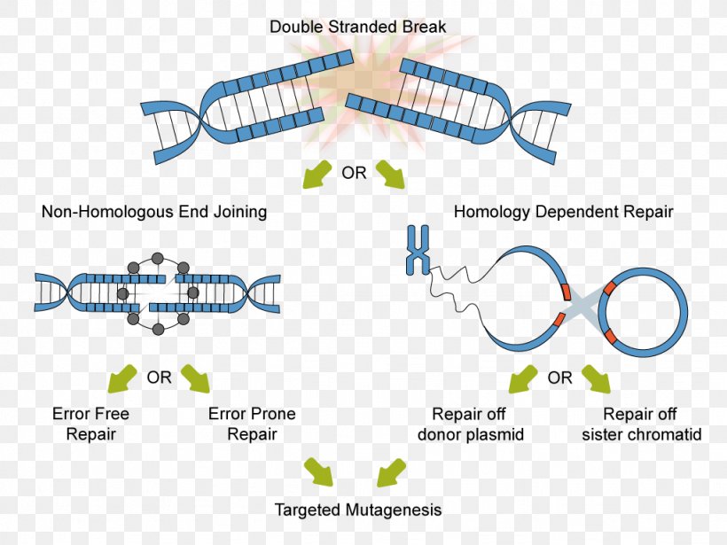 Technology CRISPR Non-homologous End Joining Homology Directed Repair DNA Repair, PNG, 1024x768px, Technology, Area, Brand, Cell, Crispr Download Free