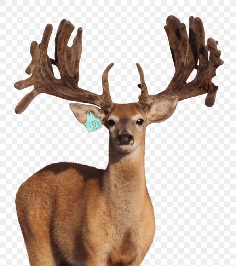 White-tailed Deer Reindeer Antler Terrestrial Animal, PNG, 1754x1975px, Whitetailed Deer, Animal, Antler, Deer, Horn Download Free