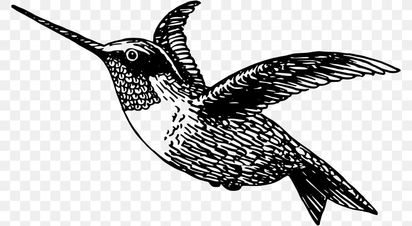 Black-chinned Hummingbird Clip Art, PNG, 776x450px, Hummingbird, Animal, Beak, Bird, Black And White Download Free
