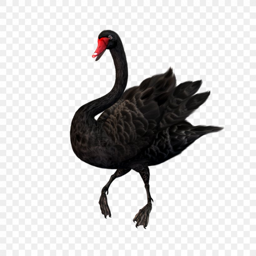 Black Swan Clip Art, PNG, 1200x1200px, Black Swan, Beak, Bird, Cygnini, Ducks Geese And Swans Download Free