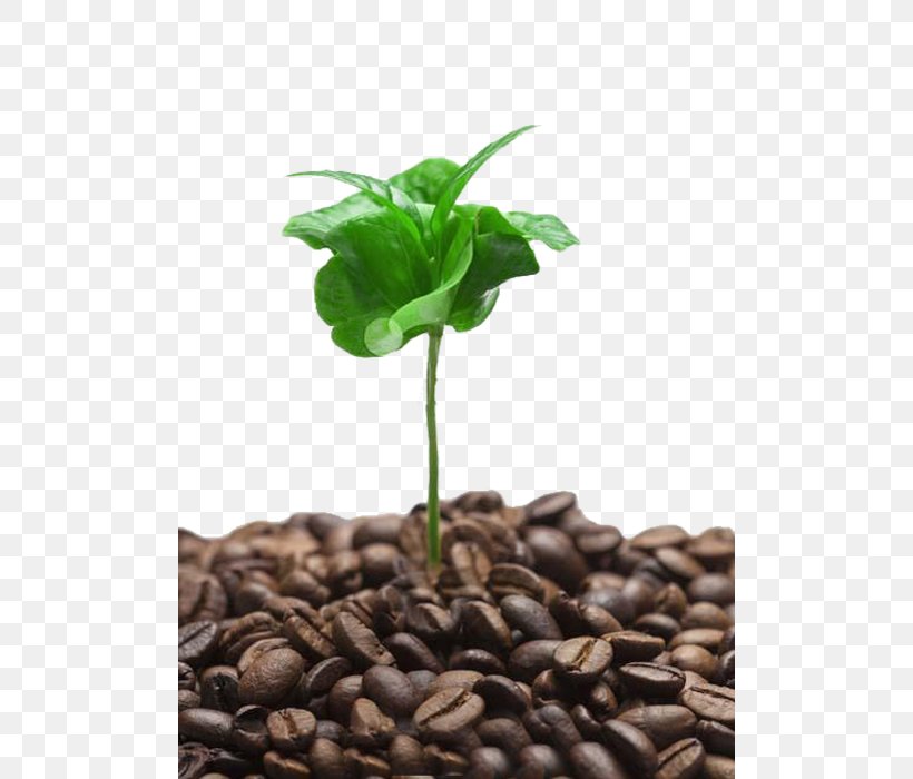 Coffee Cafe Tree Shoot, PNG, 500x700px, Coffee, Branch, Bud, Cafe, Coffea Download Free