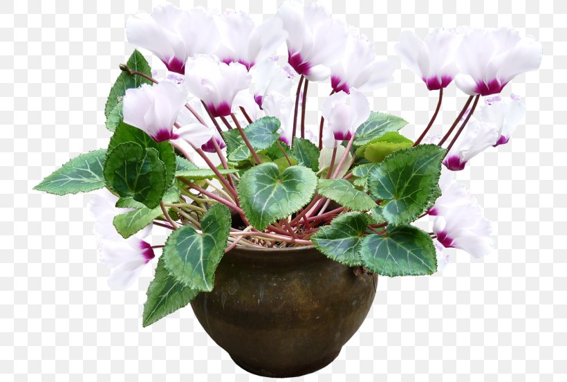 Flowerpot Plant Cyclamen Persicum, PNG, 750x552px, Flowerpot, Bonsai, Common Sunflower, Cut Flowers, Cyclamen Download Free