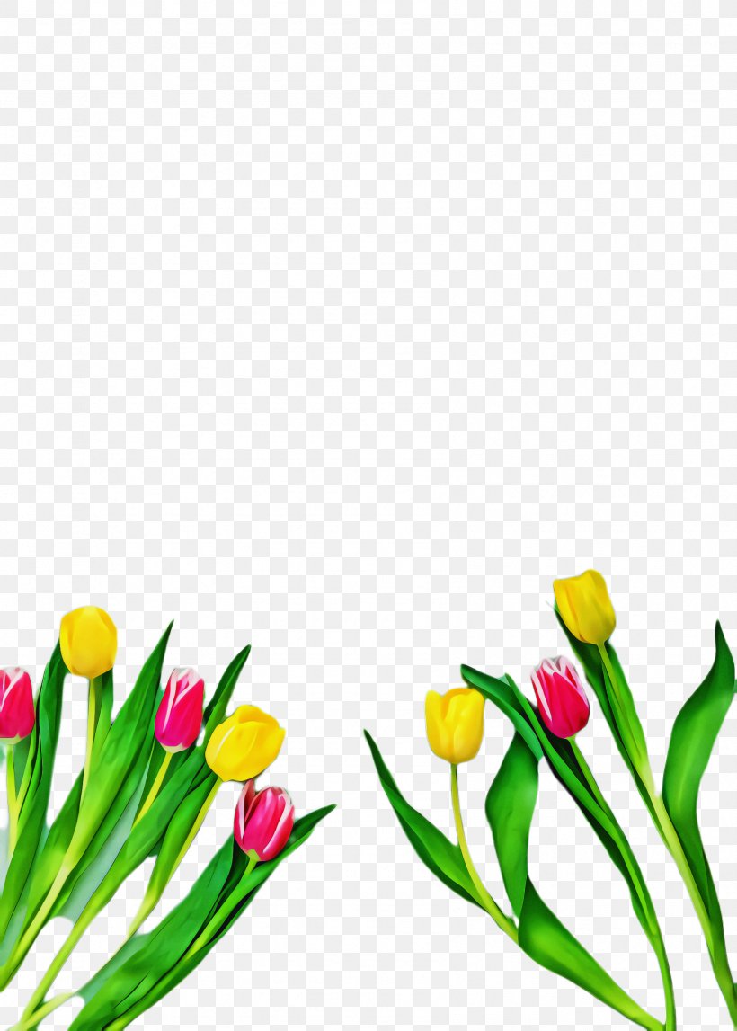 Lily Flower Cartoon, PNG, 1692x2368px, Tulip, Blossom, Bud, Cut Flowers, Flora Download Free
