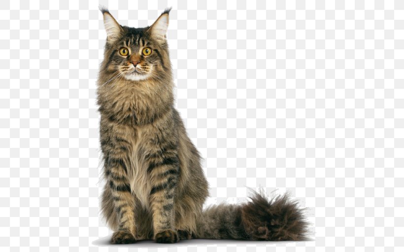 Maine Coon LaPerm Kitten British Shorthair Javanese Cat, PNG, 500x511px, Maine Coon, American Wirehair, Asian, Asian Semi Longhair, Breed Download Free