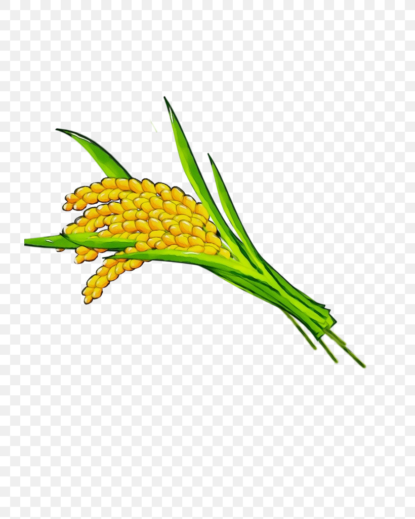 Plant Stem Commodity Flower Grain Plant, PNG, 724x1024px, Watercolor, Biology, Commodity, Flower, Grain Download Free