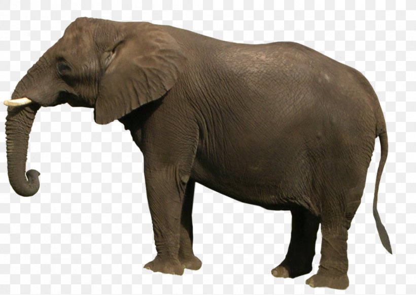 Asian Elephant Clip Art, PNG, 1062x753px, African Bush Elephant, African Elephant, African Forest Elephant, Asian Elephant, Elephant Download Free