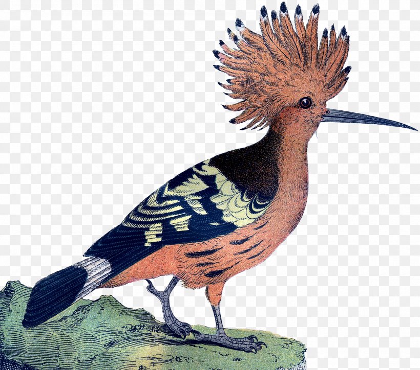 Bird Galliformes Feather Beak Crest, PNG, 1800x1591px, Bird, Animal, Beak, Crest, Fauna Download Free