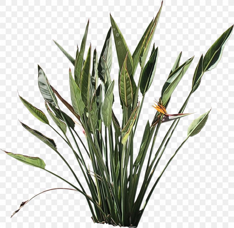 Bird Of Paradise, PNG, 1852x1808px, Watercolor, Bird Of Paradise, Flower, Flowering Plant, Grass Download Free