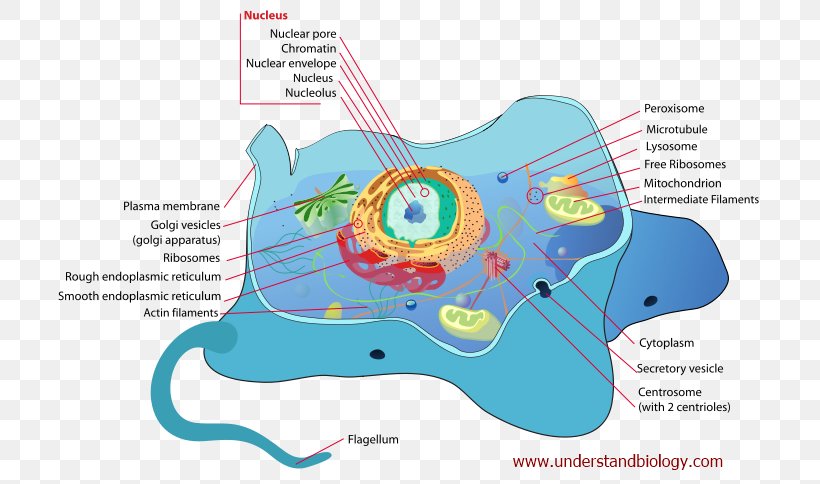 Cell Membrane Biology Eukaryote Cellular Respiration, PNG, 724x484px, Watercolor, Cartoon, Flower, Frame, Heart Download Free