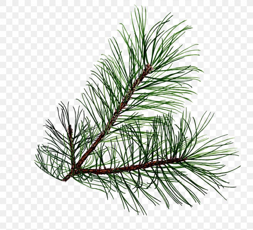 Leaf Tree Conifer Cone Pinus Palustris Clip Art, PNG, 1069x970px, Leaf, Branch, Christmas Ornament, Conifer, Conifer Cone Download Free
