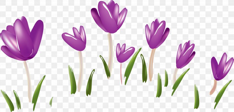 Saffron Safflower, PNG, 4459x2140px, Saffron, Crocus, Flower, Flowering Plant, Lily Family Download Free