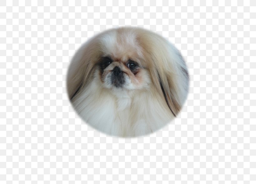 Tibetan Spaniel Pekingese Chinese Imperial Dog Japanese Chin Shih Tzu, PNG, 591x591px, Tibetan Spaniel, Breed, Carnivoran, China, Chinese Imperial Dog Download Free