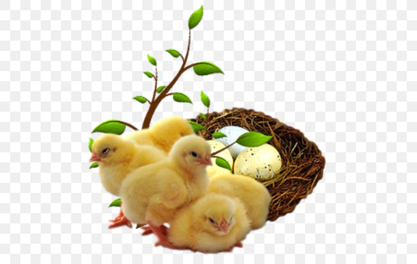 Chicken Duck Endive Food Scallion, PNG, 500x520px, Chicken, Art, Beak, Beetroot, Bird Download Free