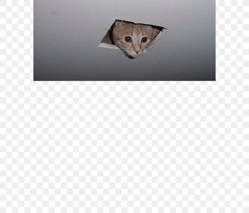 Whiskers Cat Lucas Oil Stadium Ceiling, PNG, 700x700px, Whiskers, Cat, Cat Like Mammal, Ceiling, Craft Magnets Download Free