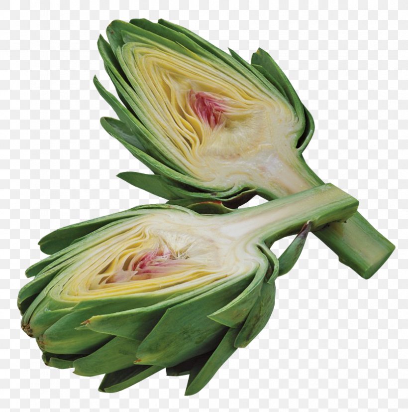 Artichoke Vegetable, PNG, 835x843px, Artichoke, Asparagus, Beetroot, Bok Choy, Cut Flowers Download Free