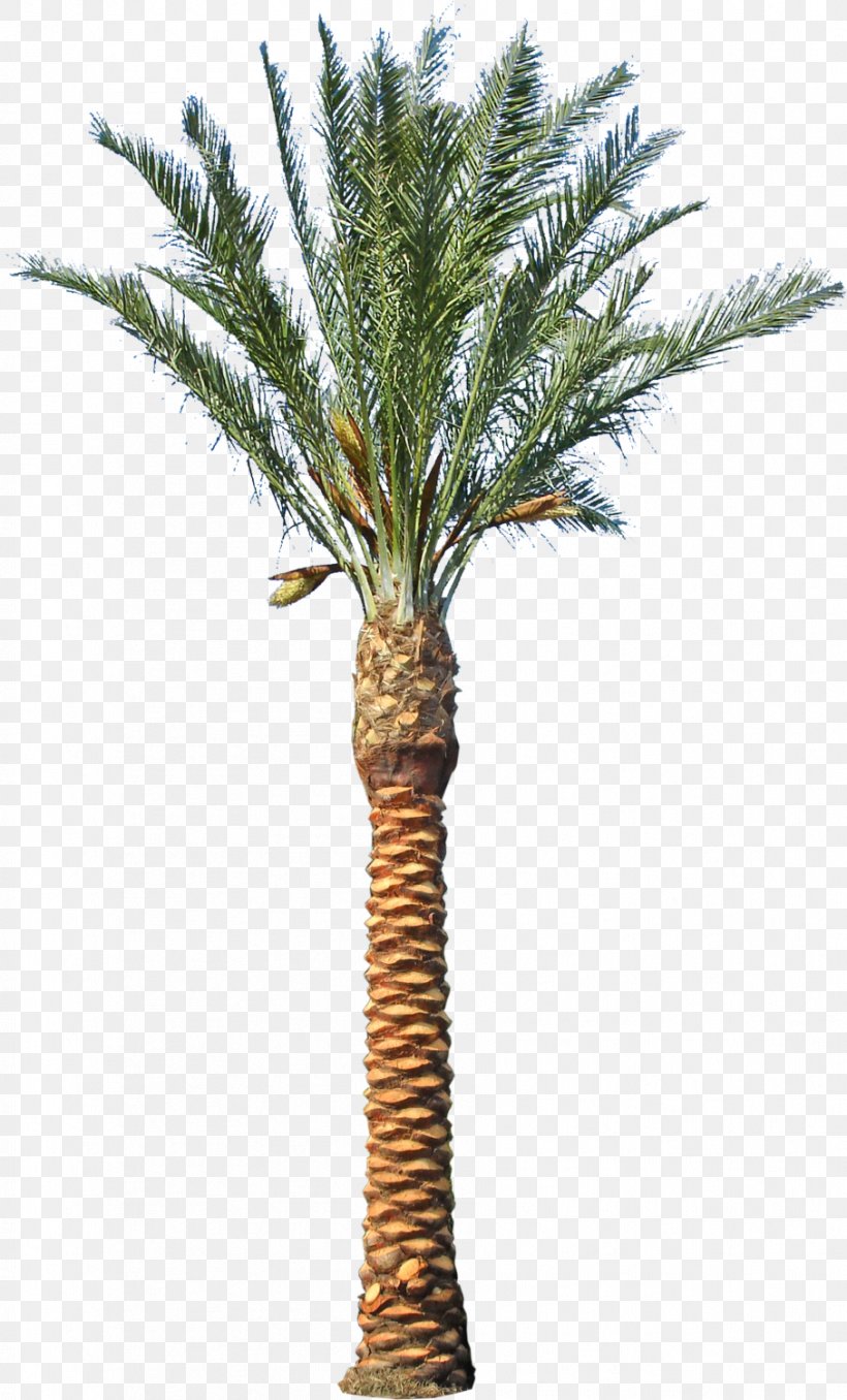 Asian Palmyra Palm Date Palm Phoenix Canariensis Arecaceae Tree, PNG, 907x1500px, Asian Palmyra Palm, Arecaceae, Arecales, Attalea Speciosa, Borassus Flabellifer Download Free