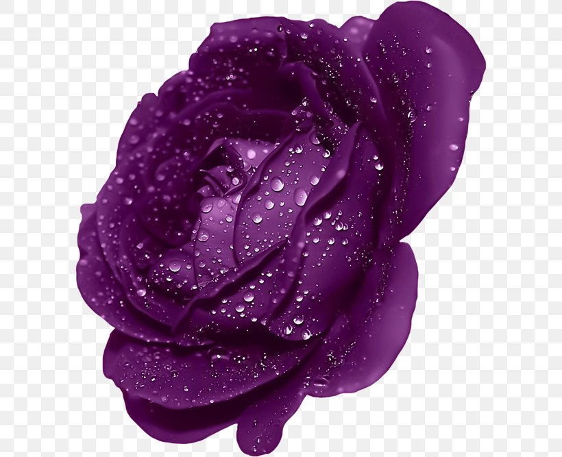 Blue Rose Mobile Phone Wallpaper, PNG, 600x667px, Rose, Blue, Blue Rose, Flower, Flowering Plant Download Free
