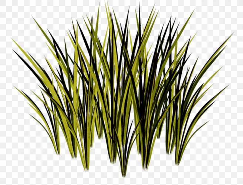 Herbaceous Plant Grasses, PNG, 1378x1048px, Herbaceous Plant, Animation, Chrysopogon Zizanioides, Commodity, Grass Download Free