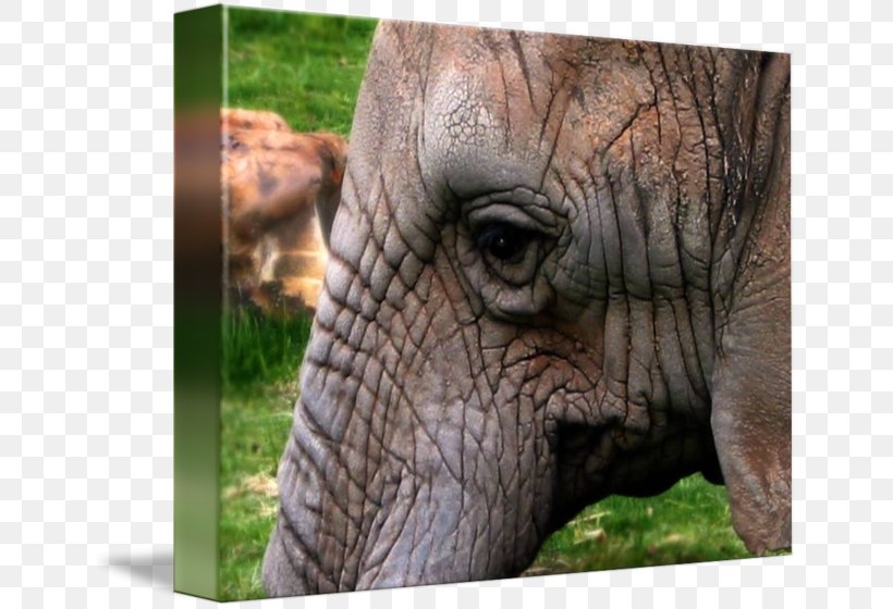 Indian Elephant African Elephant Rhinoceros Close-up, PNG, 650x560px, Indian Elephant, African Elephant, Animal, Close Up, Closeup Download Free
