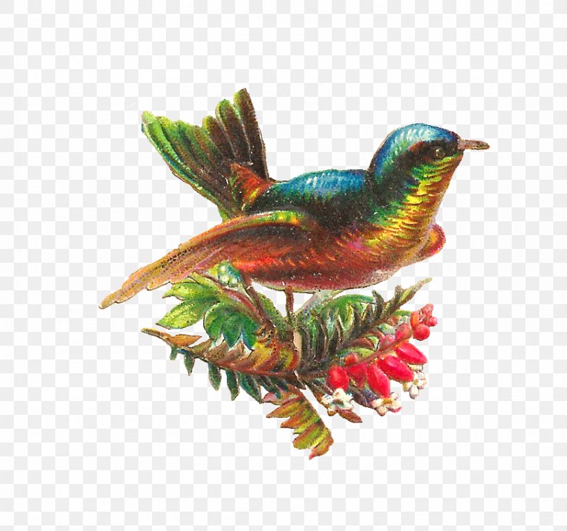 Lovebird Hummingbird Parrot Clip Art, PNG, 870x815px, Bird, Beak, Birdcage, Eastern Bluebird, Fauna Download Free