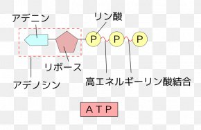 Energy - Adenosine Triphosphate Adenosine Diphosphate Citric Acid Cycle Energy ADP/ATP Translocase PNG