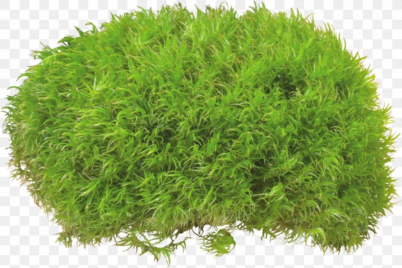 Clip Art, PNG, 2830x1886px, Shrub, Computer Software, Dots Per Inch, Grass, Groundcover Download Free