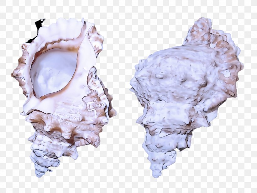 Earrings Bivalve Conch, PNG, 2308x1732px, Earrings, Bivalve, Conch Download Free