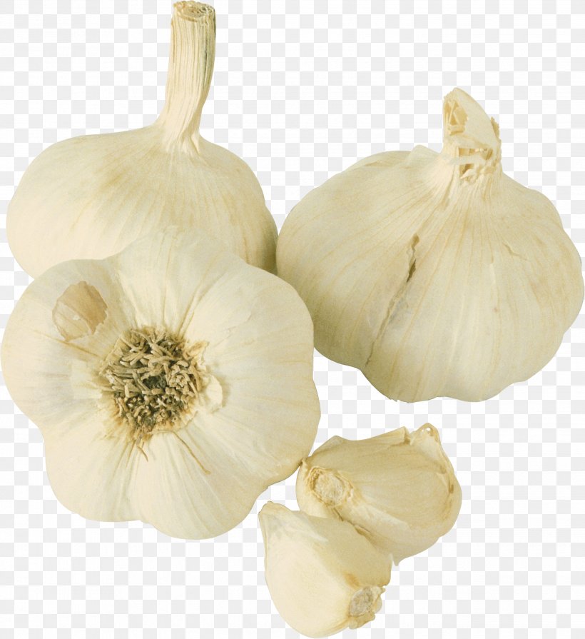 Garlic Prebiotic Probiotic Food Vegetable, PNG, 2646x2890px, Garlic, Cucurbita, Elephant Garlic, Flowering Plant, Food Download Free